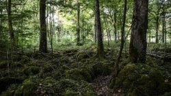 files-france-environment-nature-animals-biodi-1530436783129.jpg