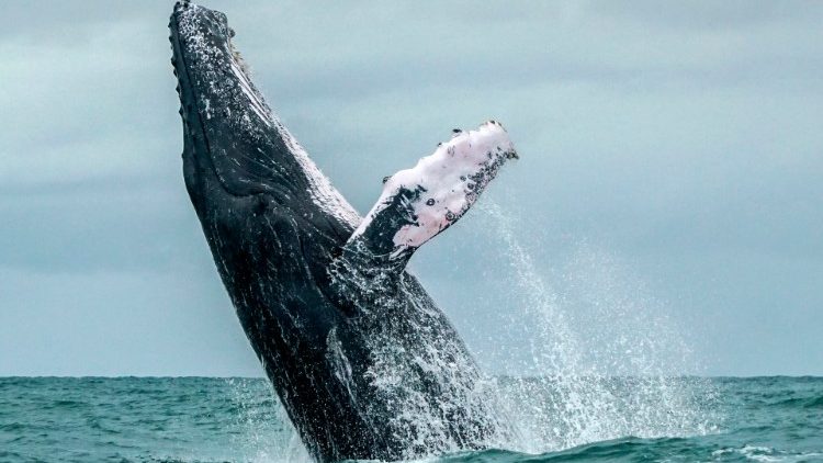 A humpback whale