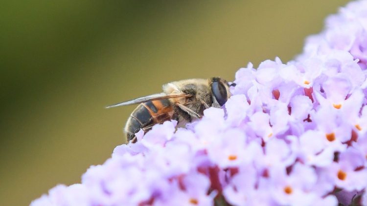 Bees, who are in rapid decline, are vital to both ecosystems and economies