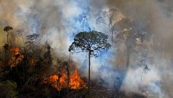 ब्राजील के जंगलों में जंगली आग