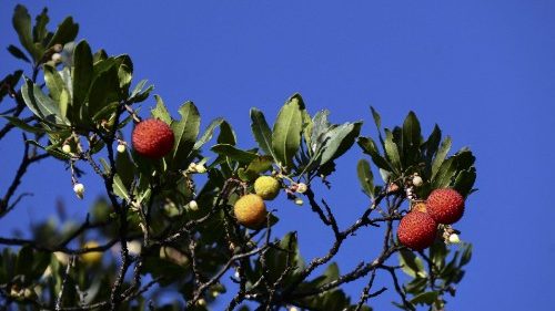 Leo XIV. beruft afrikanische Finanzexpertin in Papst-Akademie 