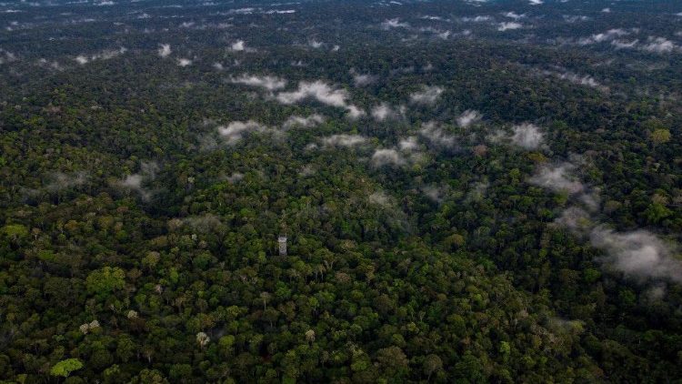 Pogled na amazonsku šumu u Brazilu