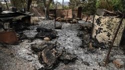 Die Überreste von verbrannten Schafen im Dorf Kirki in Griechenland