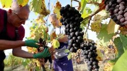 Tafakari ya Neno la Mungu Dominika ya Tano ya Kipindi cha Pasaka Mwaka B wa Kanisa: Tunganike na Yesu tuzae matunda mema