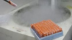 Eingefrorene embryonale Stammzellen in einem Labor