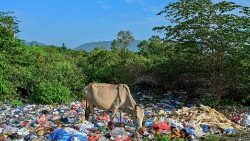 Kuh inmitten eines Müllbergs