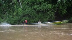 अमाजोन जंगल