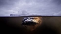 Durch Plastikmüll verendete Fische