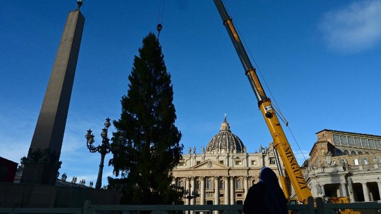 वाटिकन के संत पेत्रुस महागिरजाघर के प्राँगण में क्रिसमस ट्री