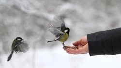 Uma mulher alimenta dois chapins-azuis em um parque coberto de neve em Kiev, em 15 de janeiro de 2026, em meio à invasão russa da Ucrânia. (Foto de Sergei Gapon / AFP)