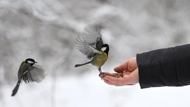 Uma mulher alimenta dois chapins-azuis em um parque coberto de neve em Kiev, em 15 de janeiro de 2026, em meio à invasão russa da Ucrânia. (Foto de Sergei Gapon / AFP)