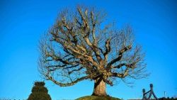 Dumfries House - Skotsko, ilustrační foto