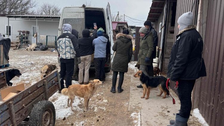 Volunt&aacute;rios evacuam cabras para o abrigo de animais Pegasus, na regi&atilde;o de Dnipropetrovsk, em 7 de fevereiro de 2026, em meio &agrave; invas&atilde;o russa da Ucr&acirc;nia. Volunt&aacute;rios do abrigo Pegasus resgataram oito cabras de Orikhiv, na regi&atilde;o de Zaporizhzhia, que viviam em um por&atilde;o h&aacute; tr&ecirc;s anos devido aos constantes bombardeios. O abrigo auxilia na evacua&ccedil;&atilde;o de animais dom&eacute;sticos das regi&otilde;es da linha de frente. (Foto de Darya Nazarova / AFP)