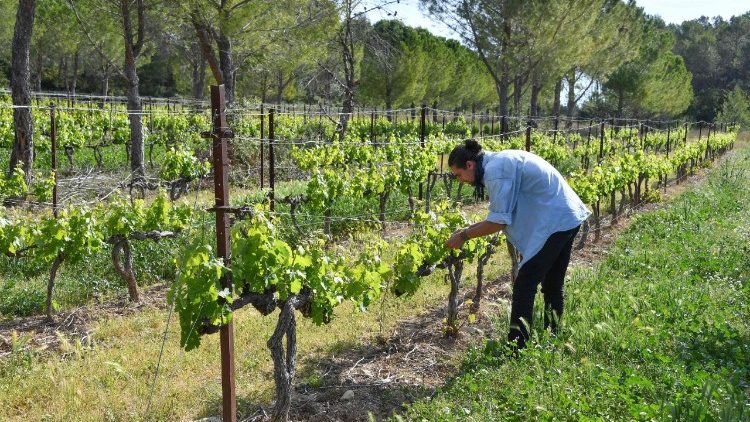 Vignes en France. 
