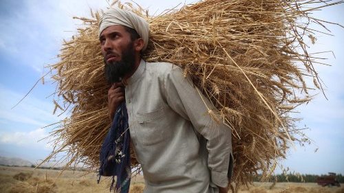 Afghanistan’s farmers are desperate for seed, food and cash.