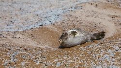 Toter Fisch am Strand der Negombo-Lagune