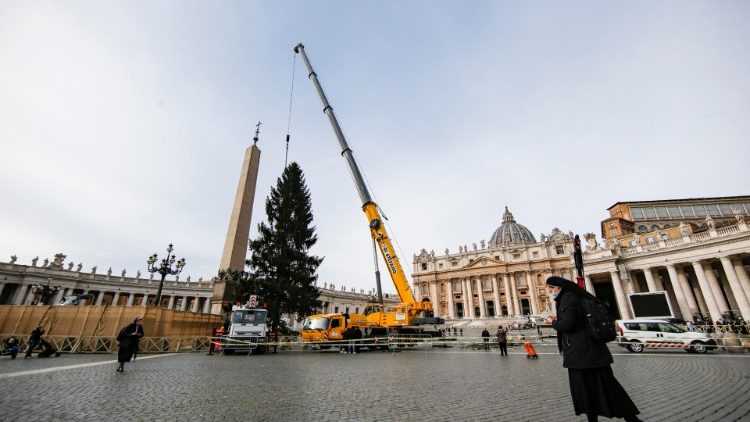 Der Weihnachtsbaum ist vor ein paar Tagen auf dem Petersplatz eingetroffen