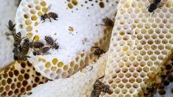 Das Bienensterben ist eine der Alarmglocken, die bereits läuten - es hat schwerwiegende Folgen