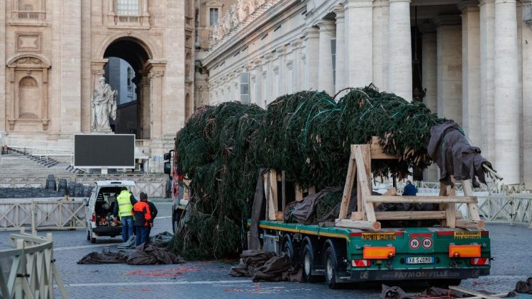Vatican Christmas tree erected