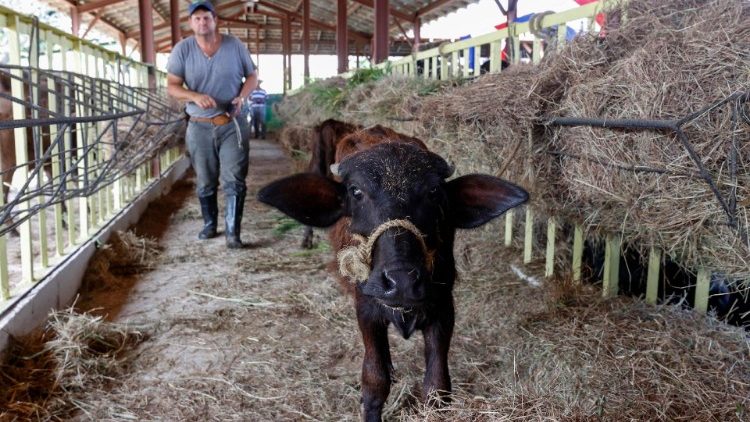 Le Pape a fait l'éloge des agriculteurs familiaux dans son message adressé à l'occasion de la 8e conférence du Forum rural mondial. 