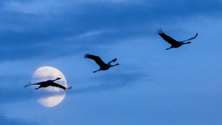 சுதந்திரத்தை கற்றுத் தரும் பறவைகள்