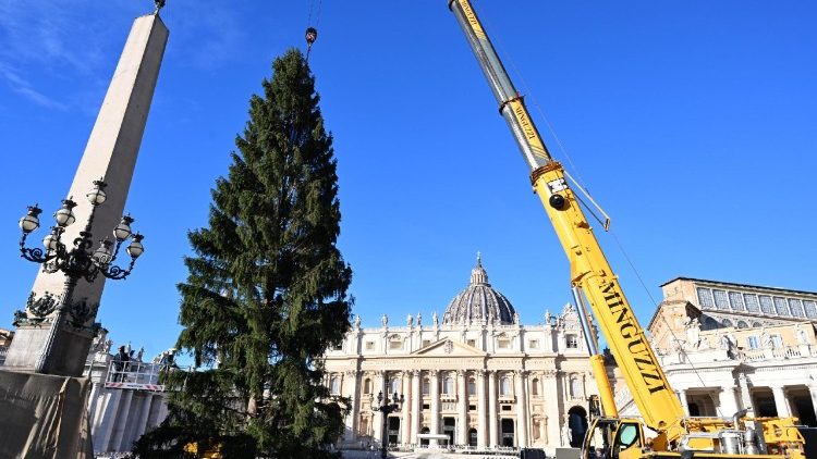 Установка ели на площади Св. Петра