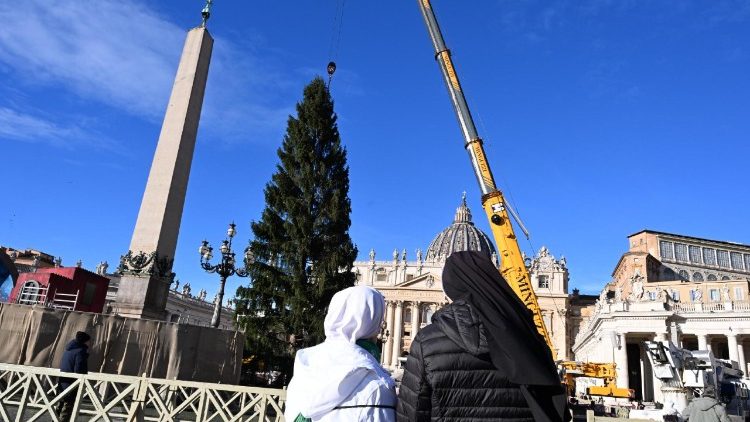 Der Baum auf dem Petersplatz