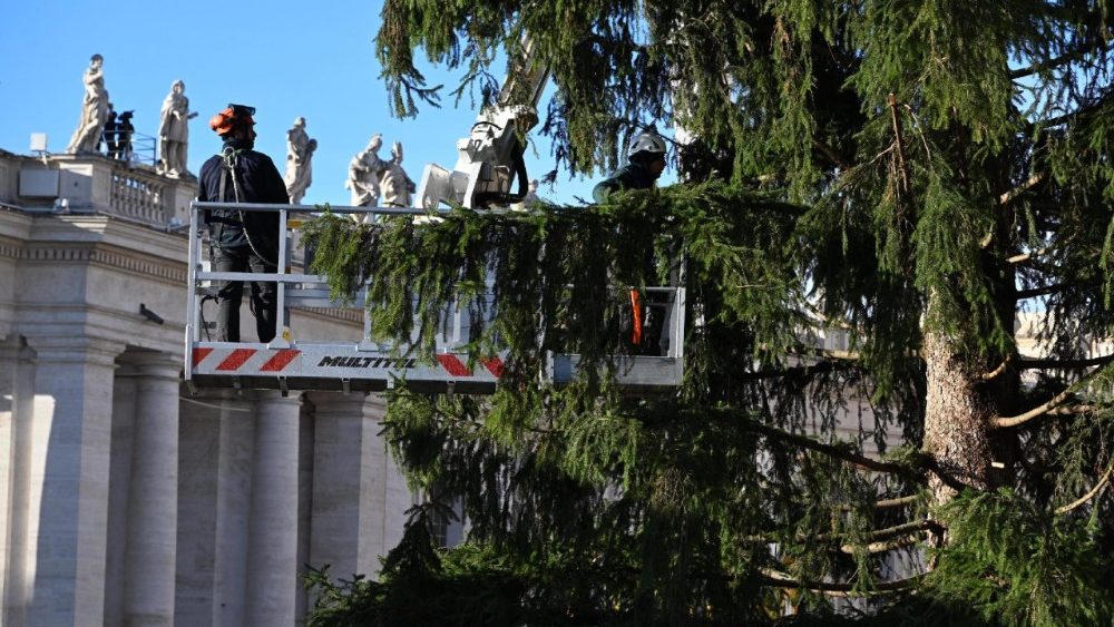 Vaticano, in Piazza San Pietro arriva l'albero di Natale