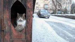 Un gatto si riscalda dal gelo a Druzhkivka, nel Donetsk, in Ucraina, città a 15 km dal fronte di guerra, colpita anche in questi giorni da attacchi russi con droni e artiglieria (foto Ansa)