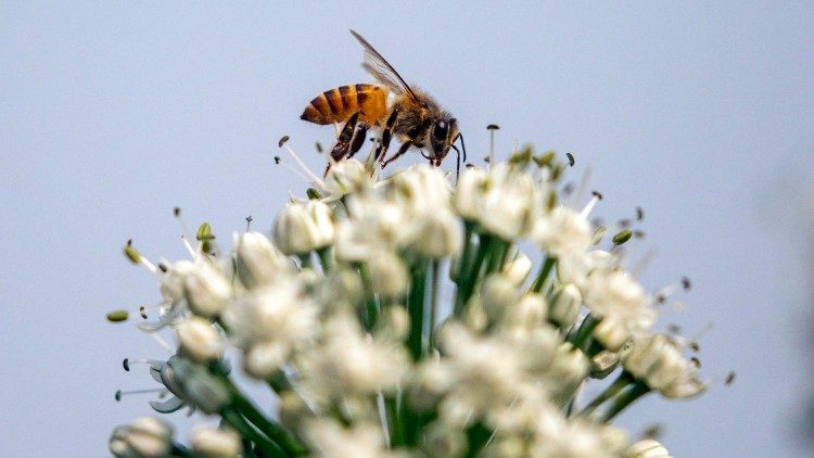 Giornata mondiale della biodiversità