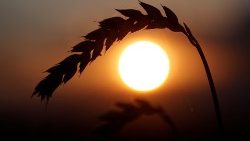 கோதுமை கதிர்