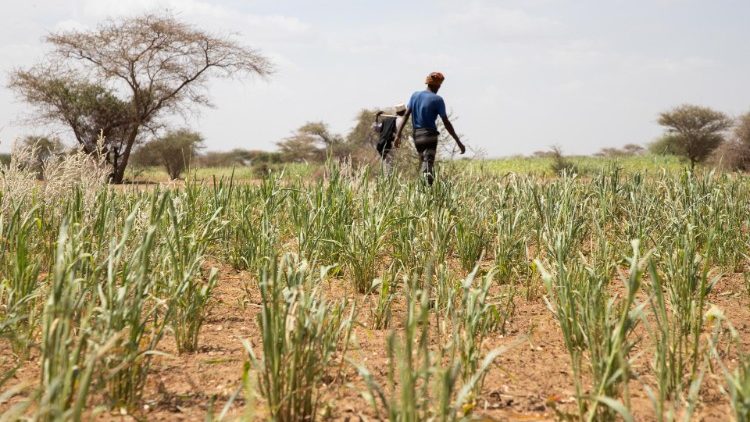 इथोपिया के सोमाली प्रांत में आकाल, अपने खेत में घूमता किसान