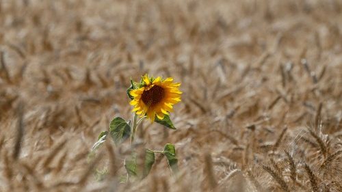 Eine Sonnenblume auf einem Weizenfeld in der Nähe des ukrainischen Dorfs Zhovtneve