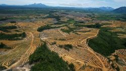 Indonesien: ein Satellitenbild zeigt, wie für den Anbau von Palmölplantagen in großem Stil Regenwald gerodet wird
