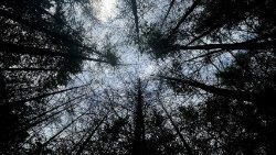 Licht, das durch Baumkronen fällt: Symbolbild