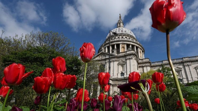 Tulips blossom near St Paul's Cathedral in London