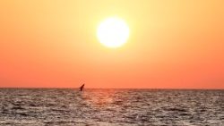 Il cardinale Czerny ai marittimi: siate profeti di pace e ponti tra Paesi nemici