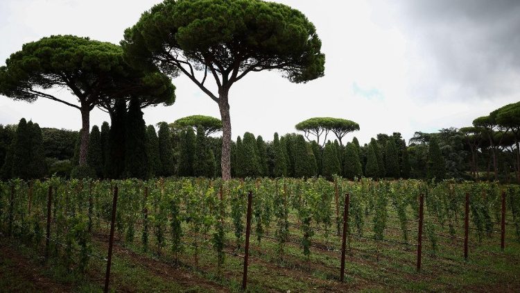 Вінаграднікі "Мястэчка Laudato si'" у Кастэль-Гандольфа