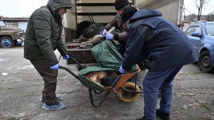 Volunt&aacute;rios carregam corpos de c&atilde;es e gatos mortos de um carrinho de m&atilde;o para um caminh&atilde;o em um abrigo de animais, atingido por um ataque de drone russo durante a noite, em meio ao ataque da R&uacute;ssia &agrave; Ucr&acirc;nia, em Zaporizhzhia, Ucr&acirc;nia, em 6 de fevereiro de 2026. REUTERS/Stringer