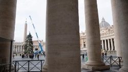 L'arrivo dell'albero di Natale in Piazza San Pietro