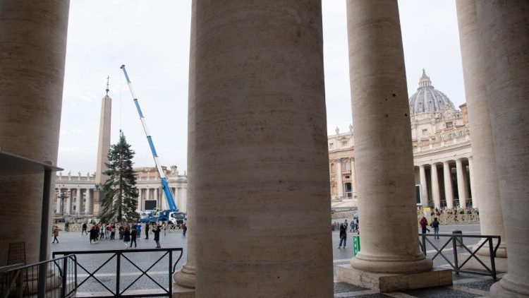 L'arrivo dell'albero di Natale in Piazza San Pietro 