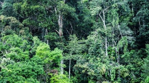 À l'ONU, le Saint-Siège exhorte à protéger les forêts