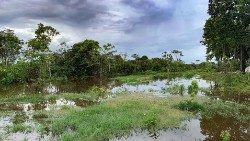 Bosque fluvial en la Amazonia