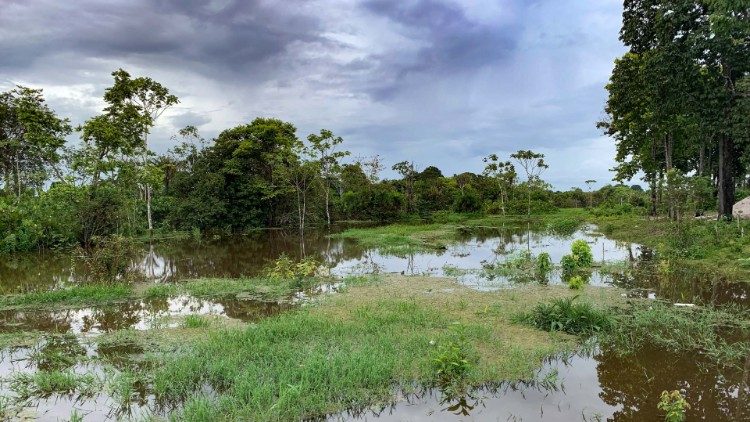 Bosque fluvial en la Amazonia