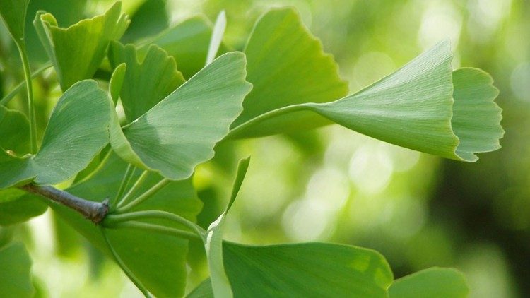 Gy&oacute;gyhat&aacute;s&uacute; a p&aacute;fr&aacute;nyfenyő levele