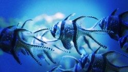 La protection des fonds marins, priorité de l'action environnementale de Monaco. 