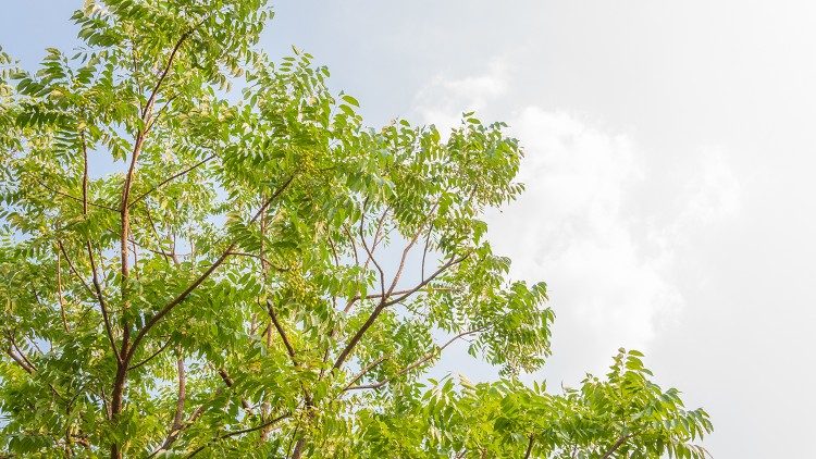  教皇レオ14世、2025年度「被造物を大切にする世界祈願日」に向けメッセージ