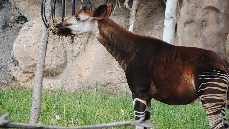 Okapi - zviera žijúce v Konžskej demokratickej republike nachádzajúce sa aj v logu pápežovej cesty
