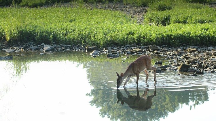 Uno scorcio della Creazione