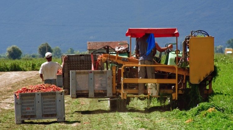 Lavoratori stagionali nei campi